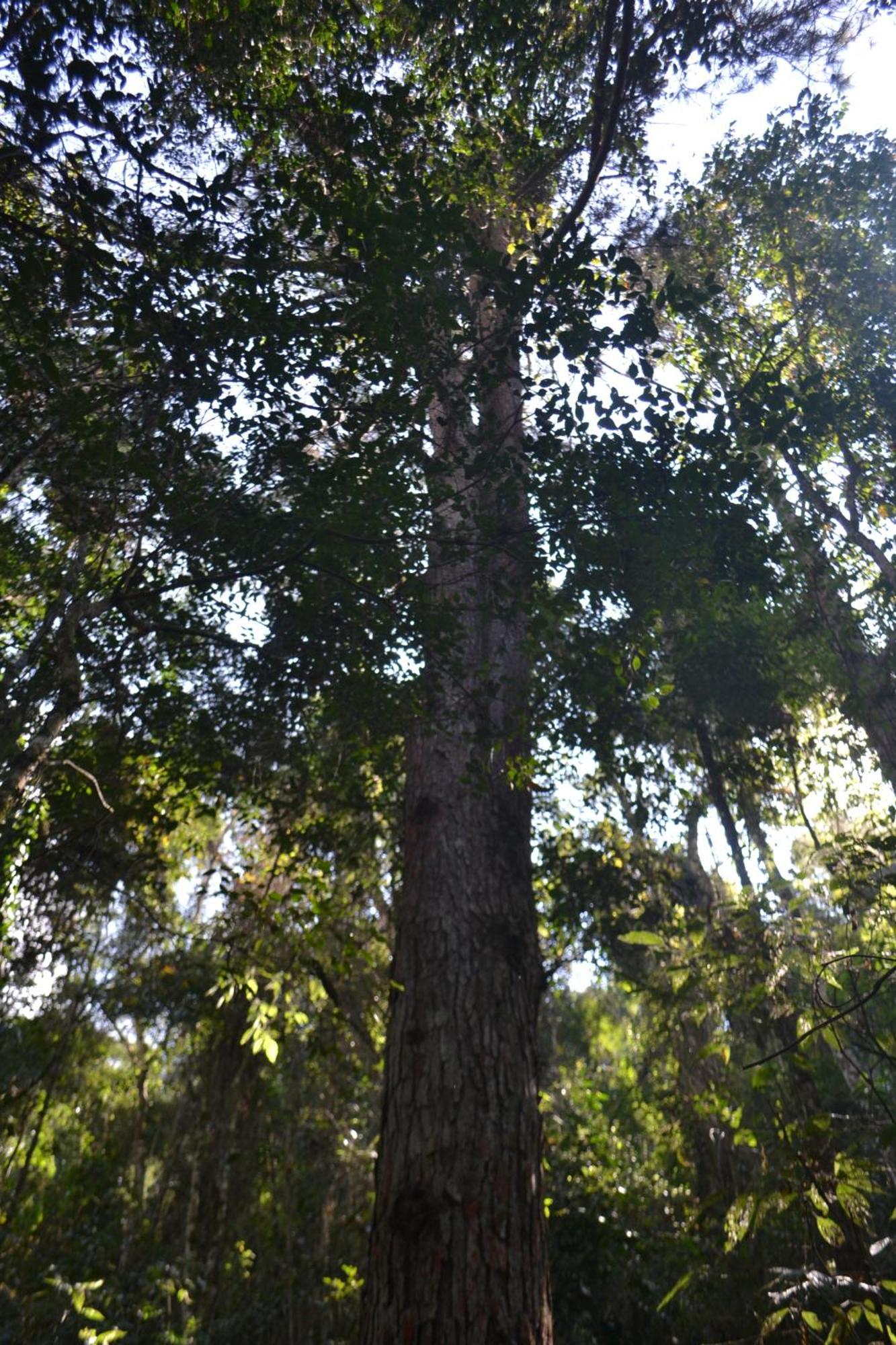 Encanto Da Bocaina - Serra Da Bocaina 3* Sao Jose do Barreiro (Sao Paulo)