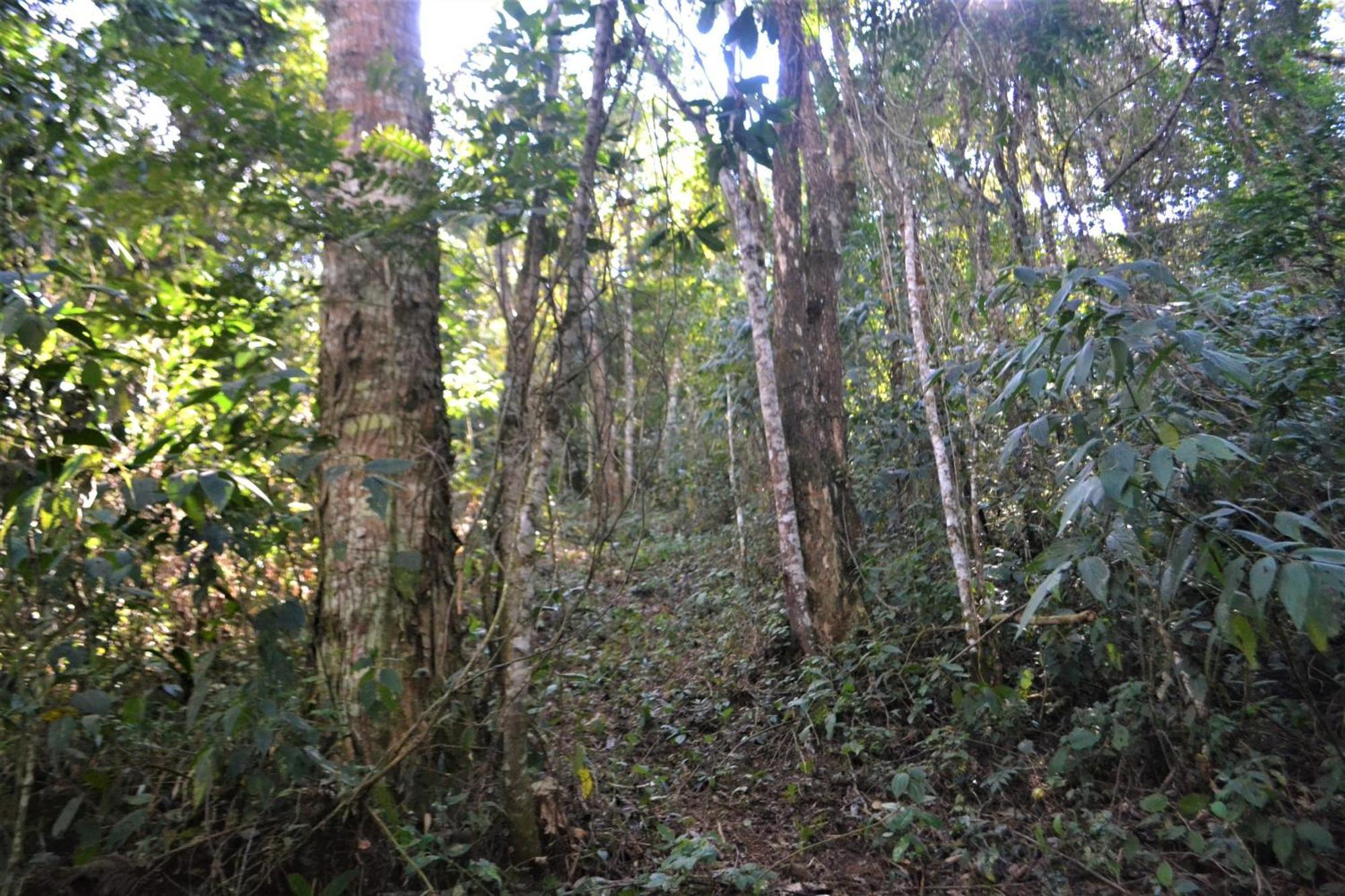 Encanto Da Bocaina - Serra Da Bocaina Sao Jose do Barreiro (Sao Paulo)